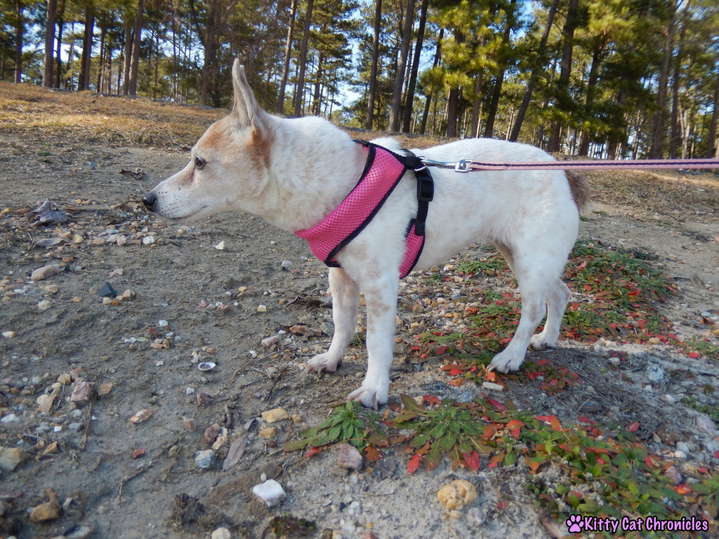 Lucy at Lake Tobosofkee - Dog on Leash