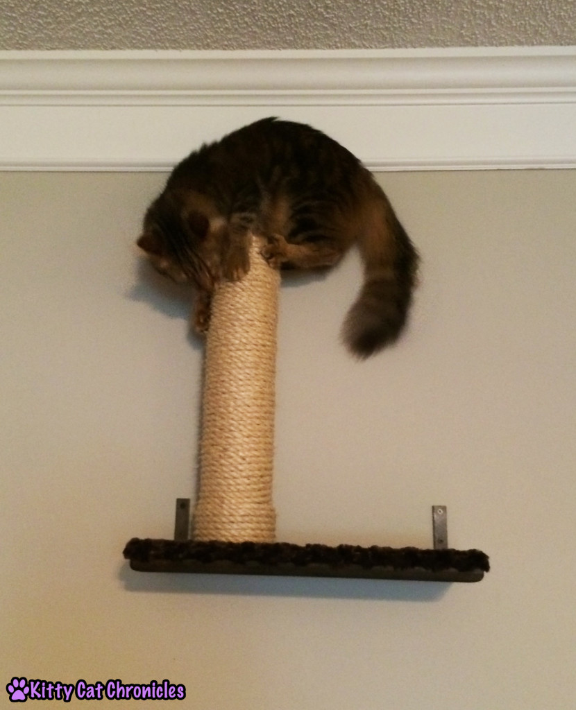 Caster cat on top of shelf scratching post