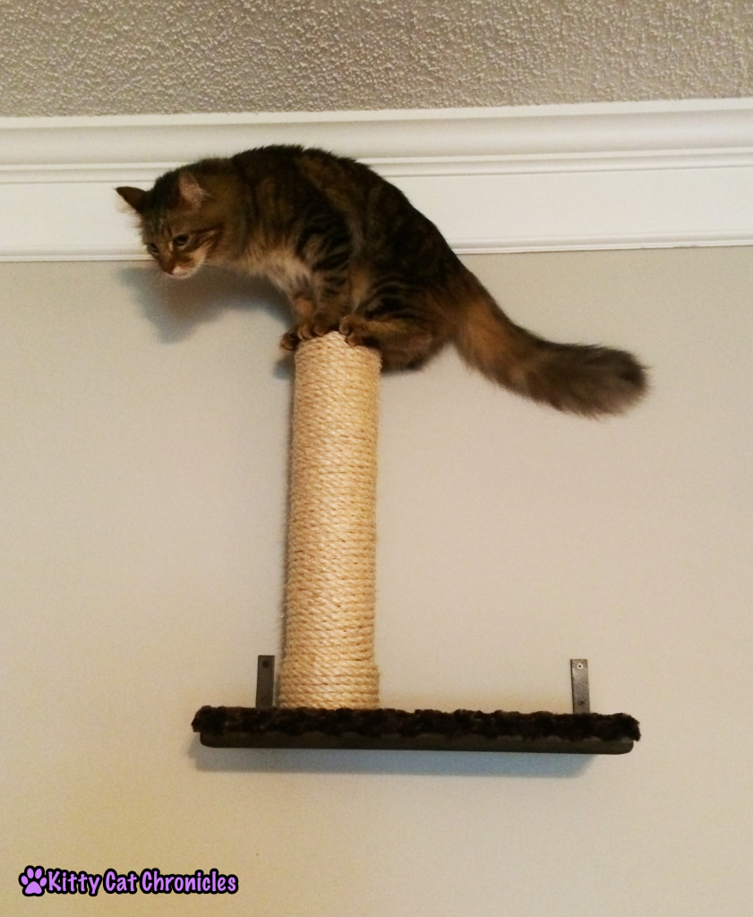 Caster cat on top of scratching post