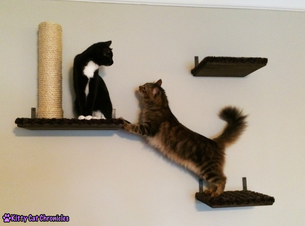Caster & Sampson - two cats on shelves