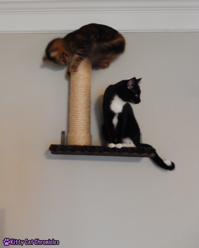 Caster & Sampson - two cats on shelf; Leap Frog