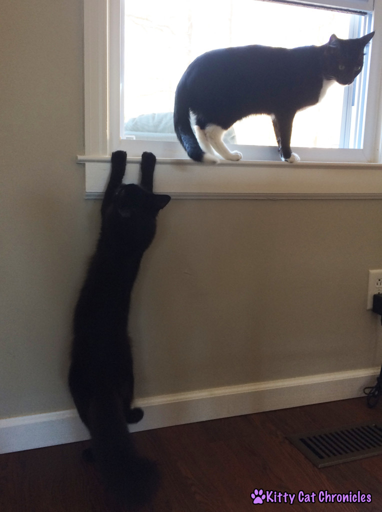 Kylo Ren Climbing Window Sill