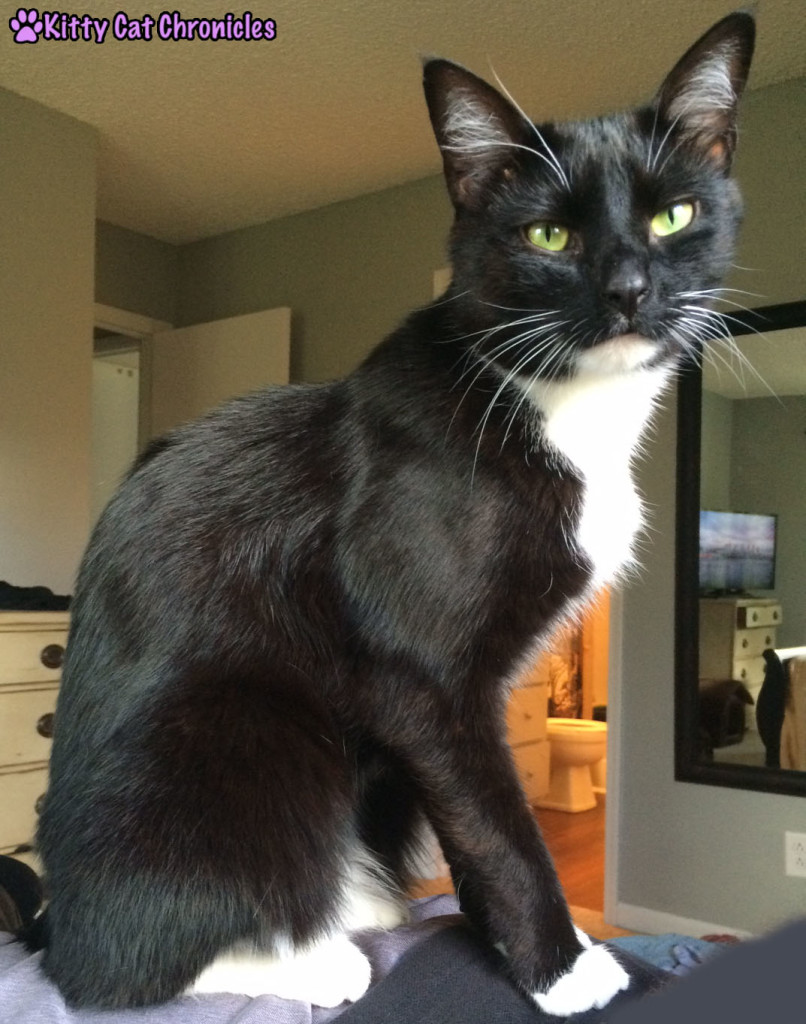 Sampson Birthday - black and white cat