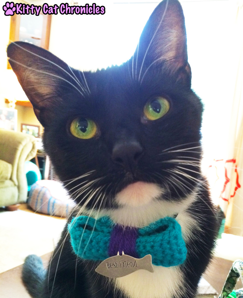 black and white cat in bow tie
