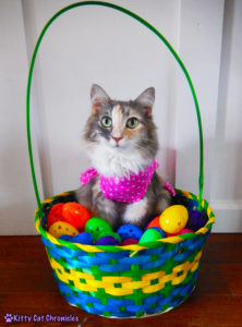 Happy Easter from the KCC Gang - cat in basket