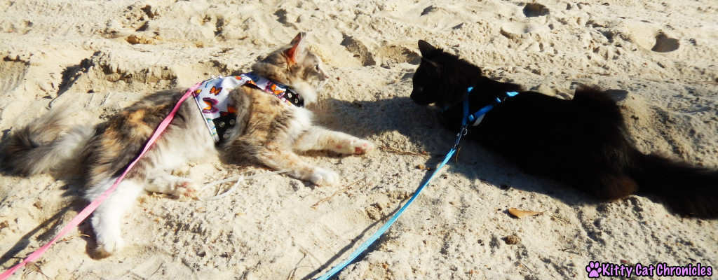 Sophie & Kylo Ren at Lake Tobosofkee - Cats on Beach / Take Your Cat on an Adventure Day