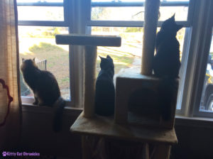 Window Kitties - Spring Time