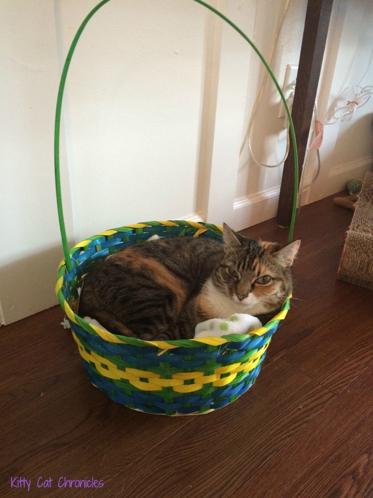 Delilah cat in Easter Basket