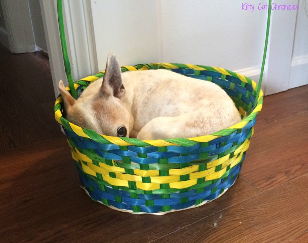 Lucy dog in Easter Basket