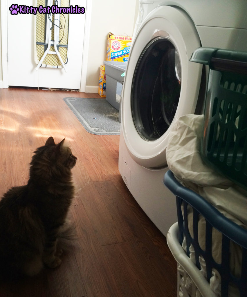 Caster cat and dryer