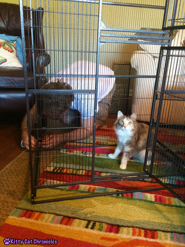 Sophie, cat in cage