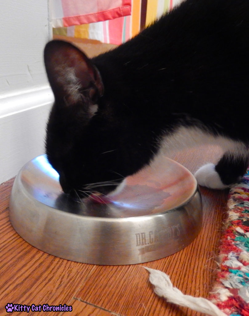 cat eating Balanced Blends raw food