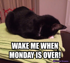 Sampson, Monday Cat Meme