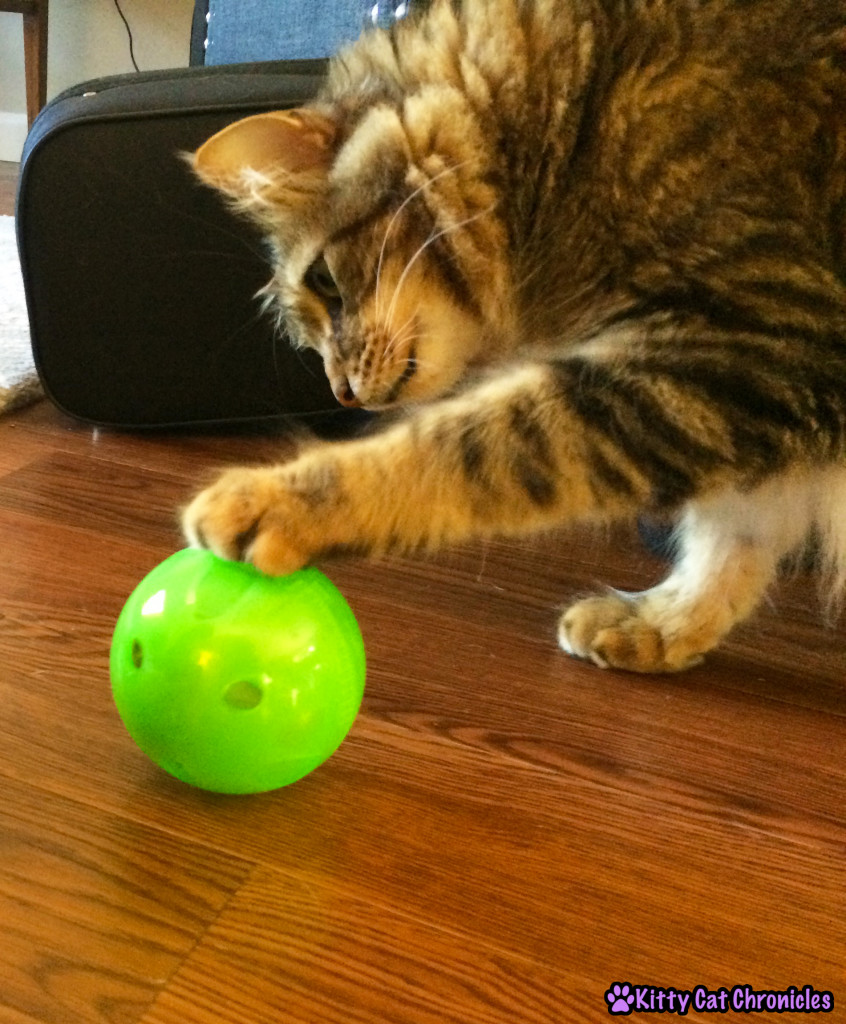 Caster & the PetSafe SlimCat cat toy