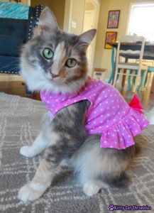 CH Kitty in Pink Dress #WobblyWednesday