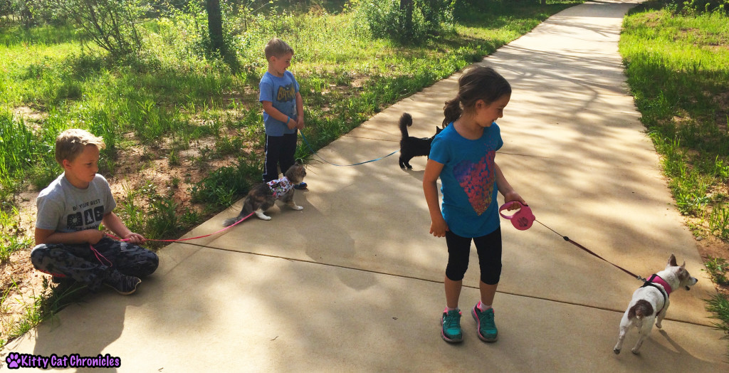 The KCC Gang, cats on leashes - Amerson River Park