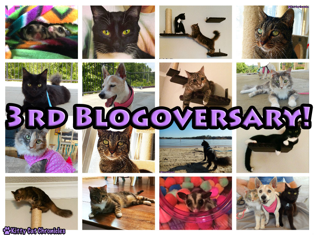3rd Blogoversary