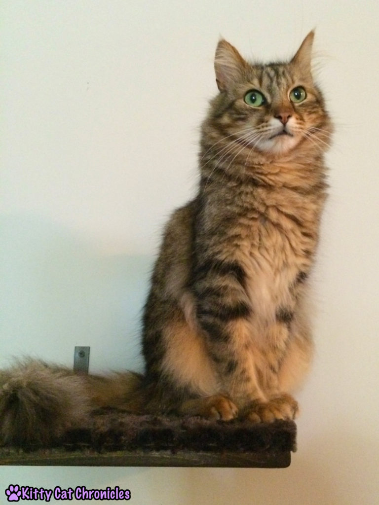 Caster cat on a shelf - Caster's Big Performance