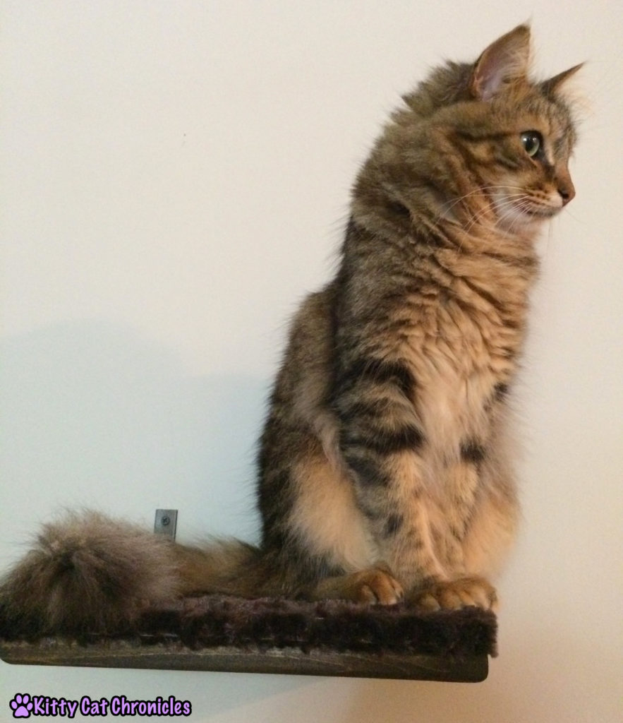 Caster cat on shelf, Caster's Big Performance