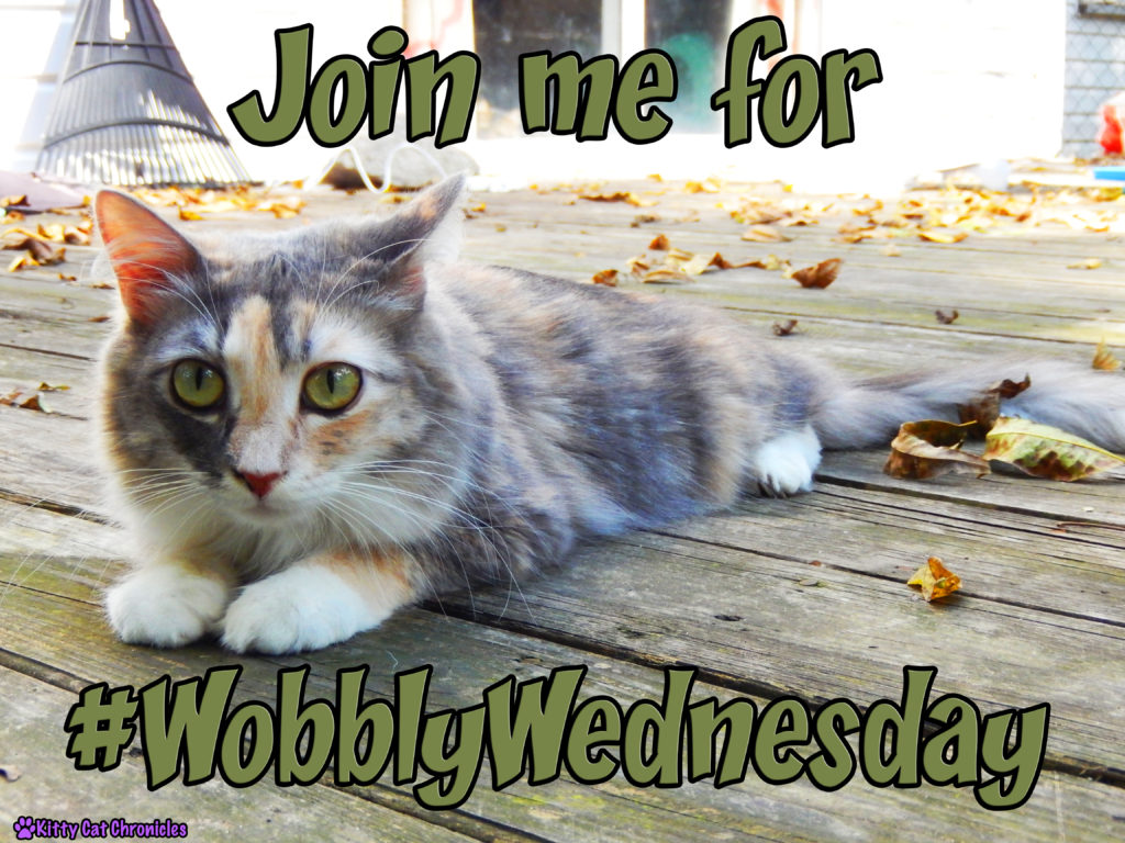 Wobbly Wednesday - Sophie, CH Cat