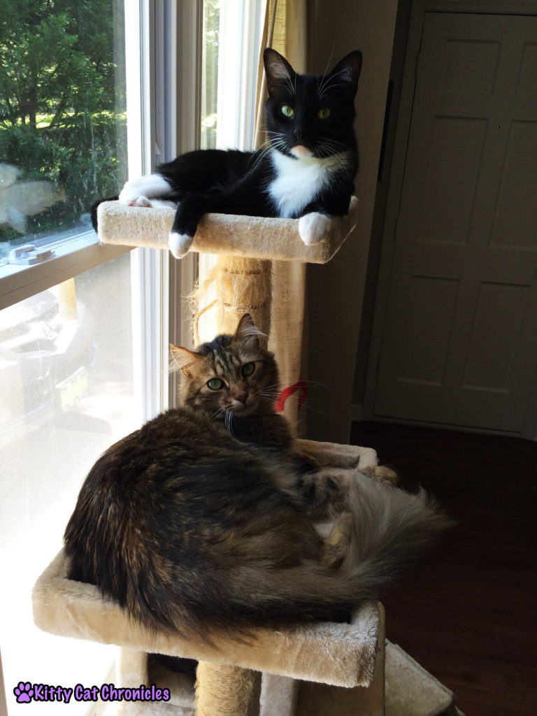 cats on cat tree- just a couple of bros