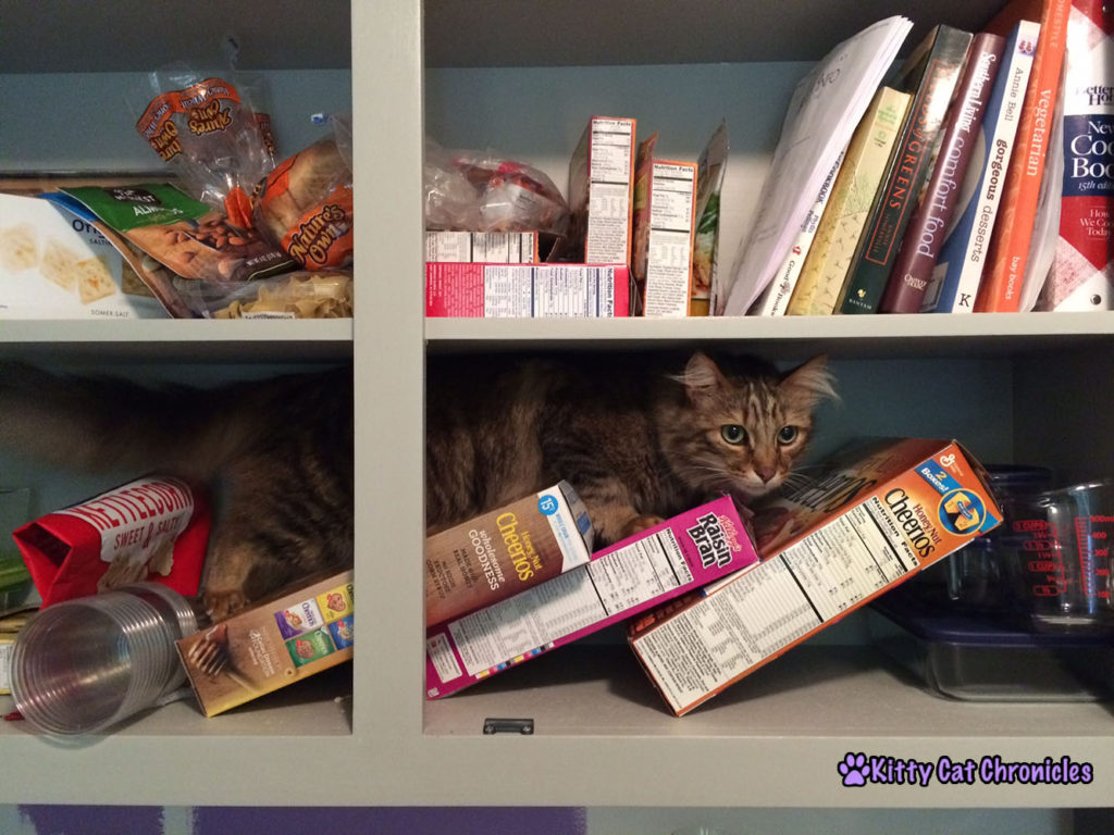 Caster in the Cabinets - Caught Red Handed