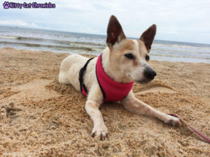 The KCC Adventure Team Goes to Florida - Lucy Dog on the Beach