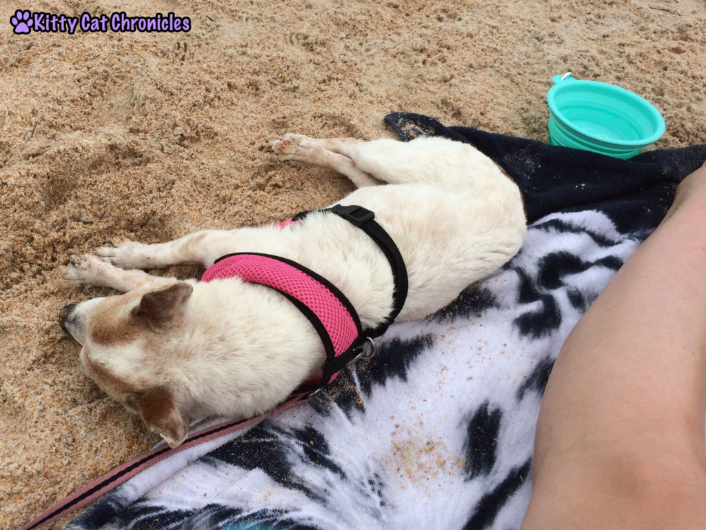 Lucy Dog Sleeping on the Beach
