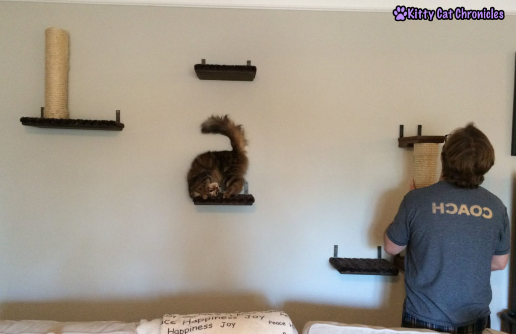 Caster is Excited about Cat Wall Additions