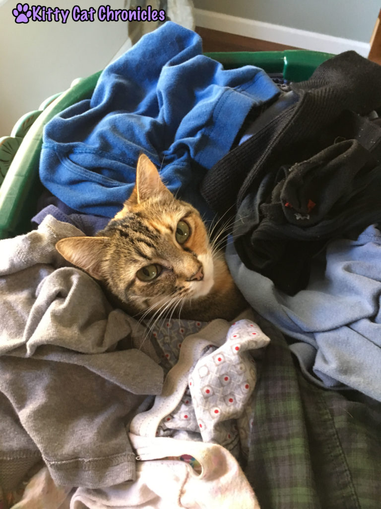 Delilah Snuggles in the Laundry basket