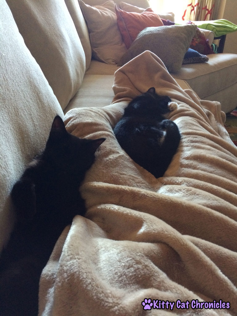 Kylo, Sampson, and Mom Snuggling