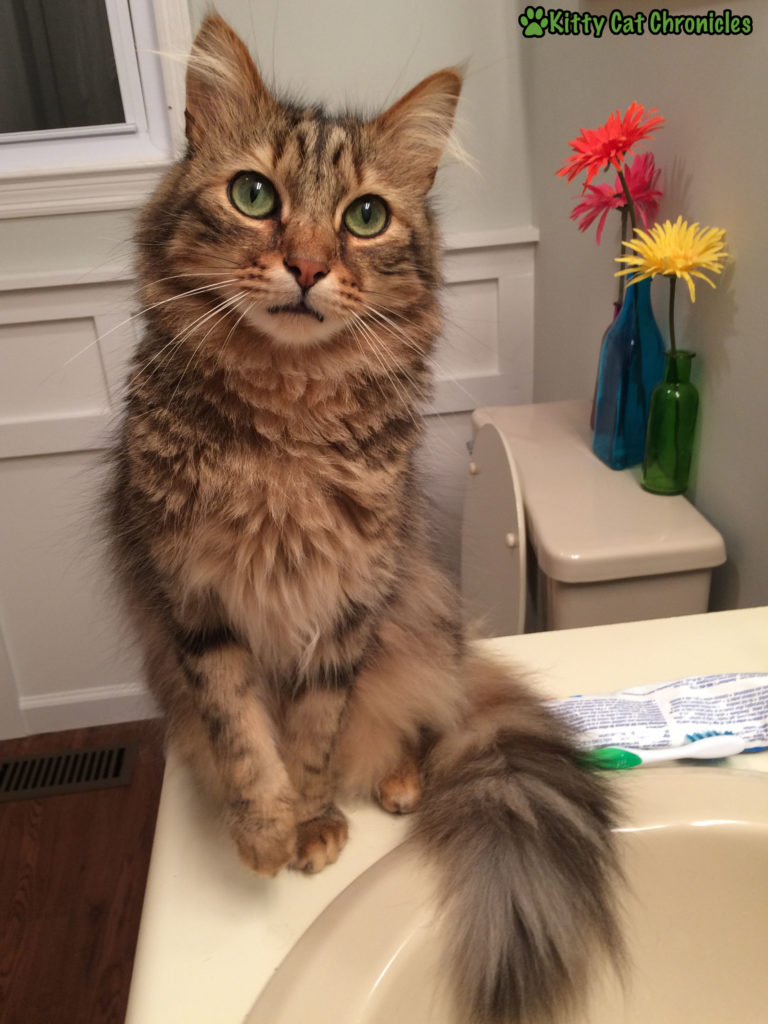 Caster in the Bathroom - Love Languages of Cats