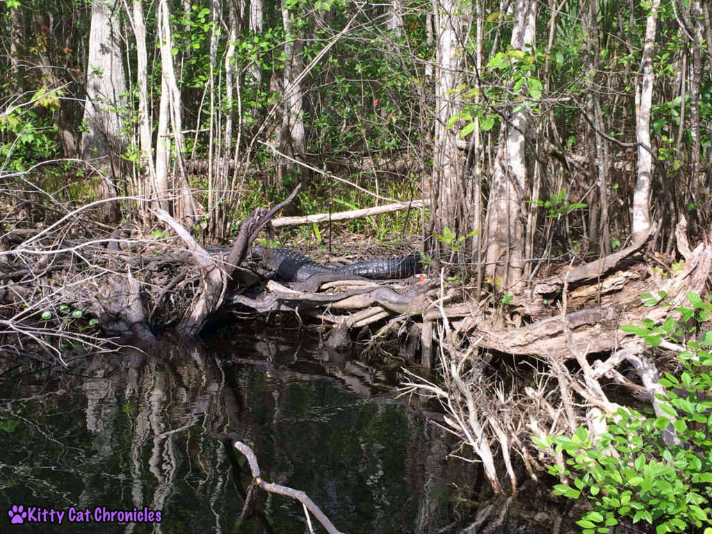 Wordless Wednesday: Welaka, Alligator on the St. John's River