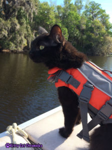 Get the Gear! 10 Must Have Accessories for Your Adventure Cat - Kylo Ren, cat in a life vest