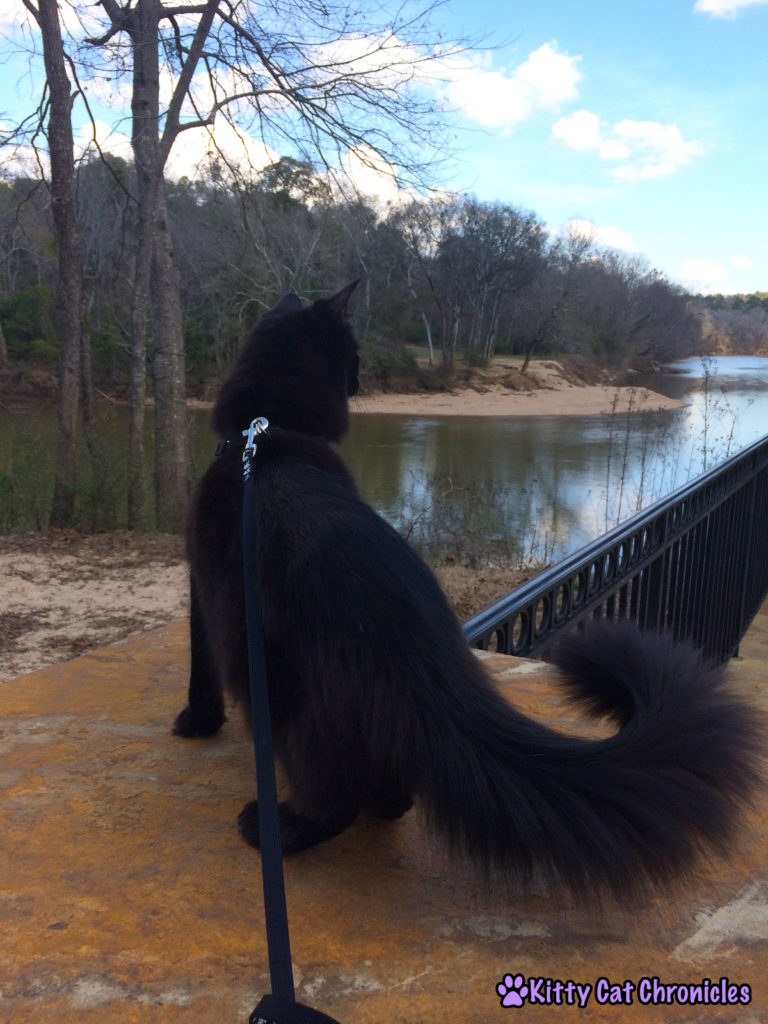 Kylo Watching the River - Impromtu Adventure