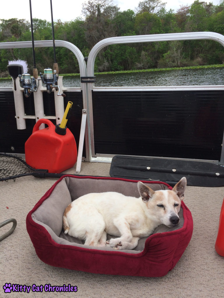 Wordless Wednesday: Welaka, Lucy on a boat