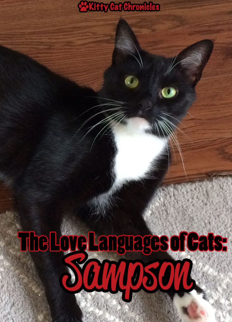 The Love Languages of Cats: Sampson