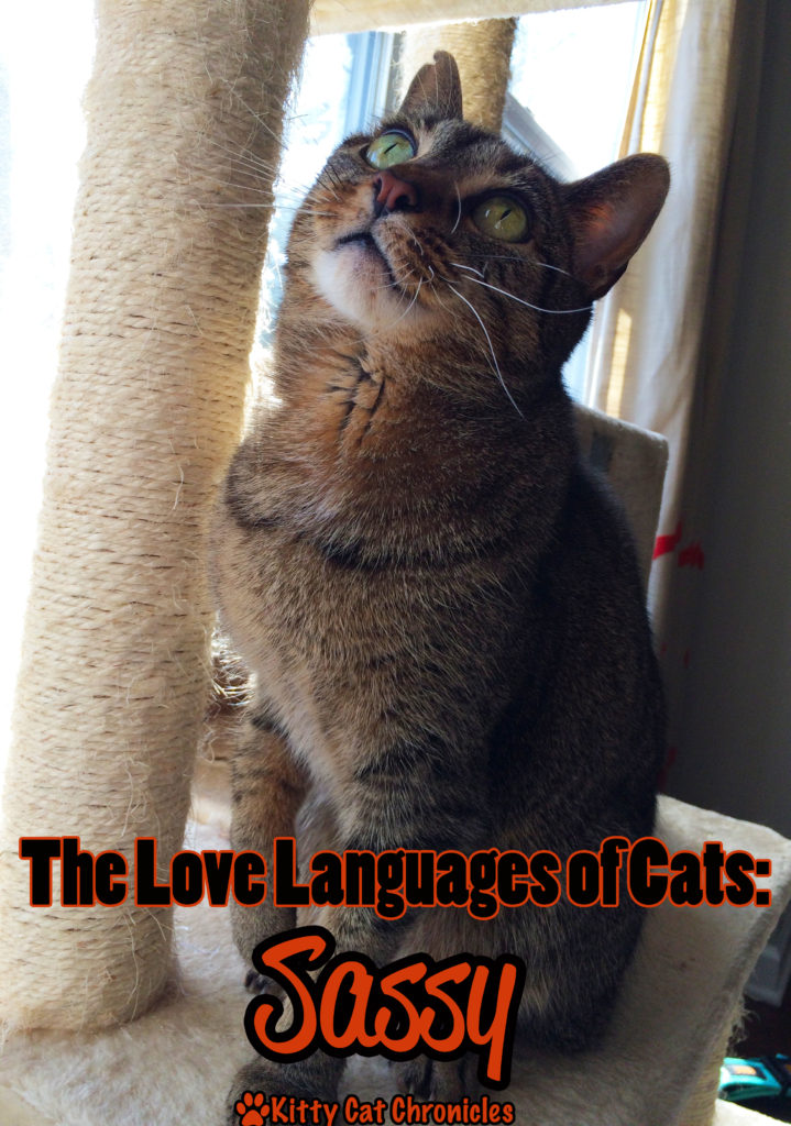 The Love Languages of Cats: Sassy