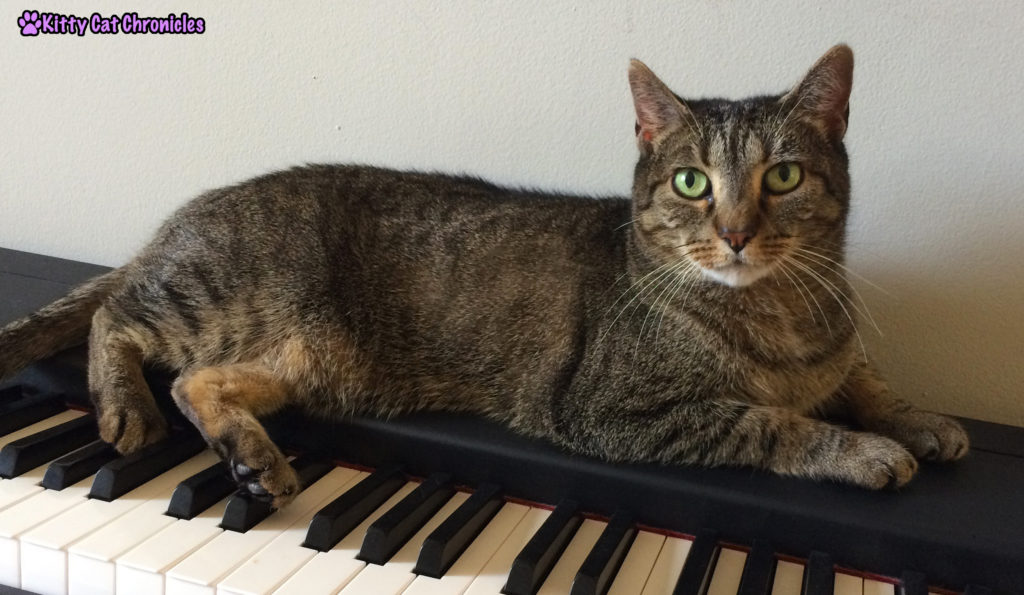 Sassy on a Piano