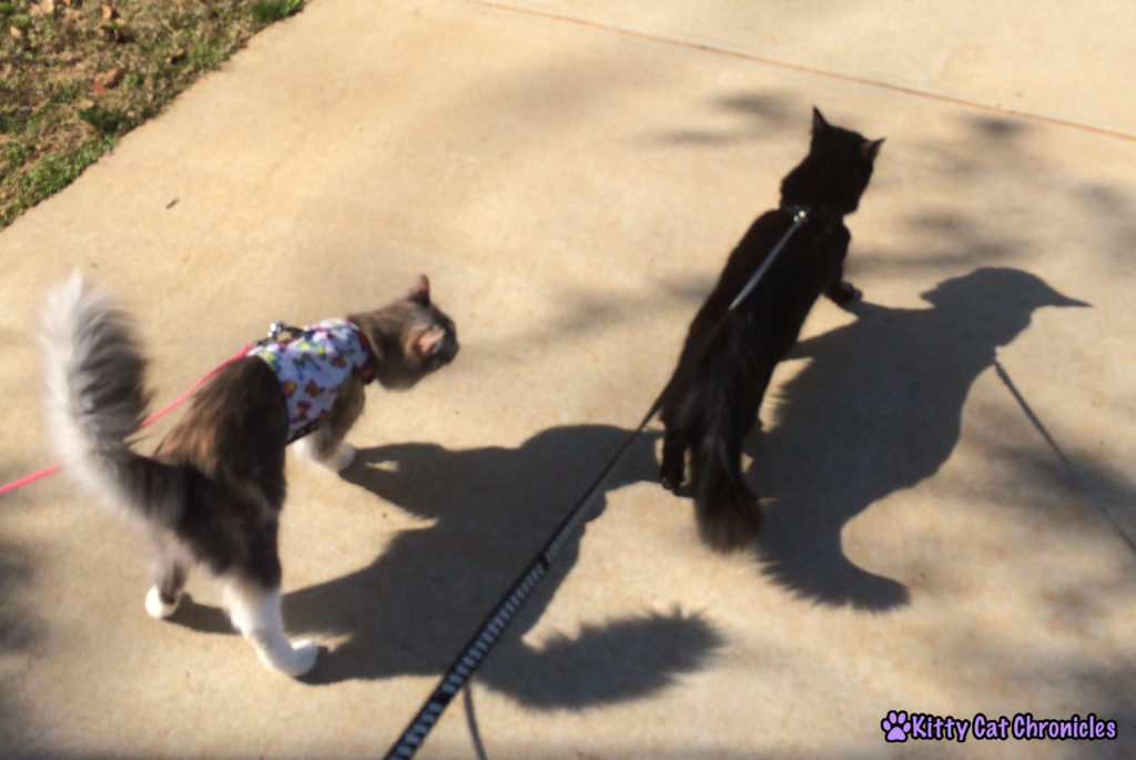 Sophie & Kylo on Leashes