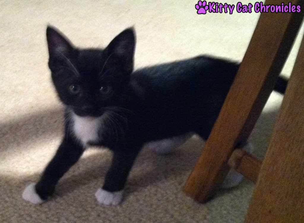 Baby Sampson Kitten