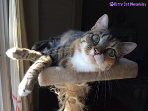 Flirting with Delilah: Cat on a Cat Tree