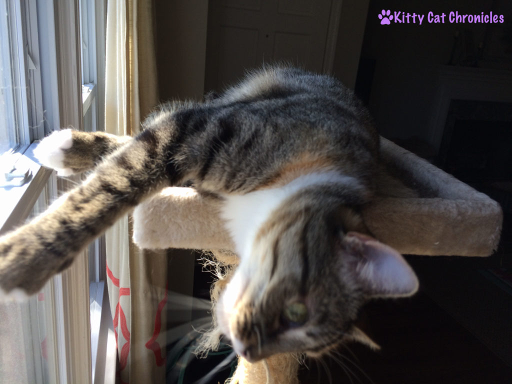 Flirting with Delilah: Cat on a Cat Tree