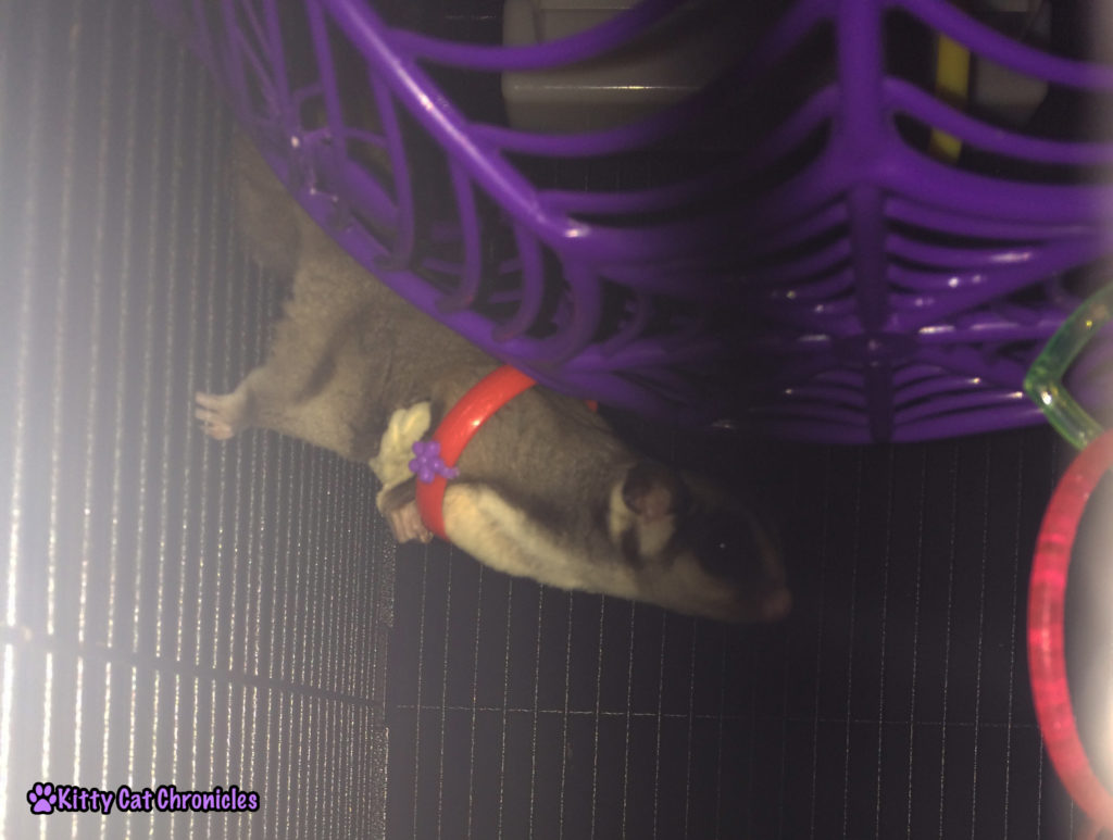 Sugar Glider with Ring Toy