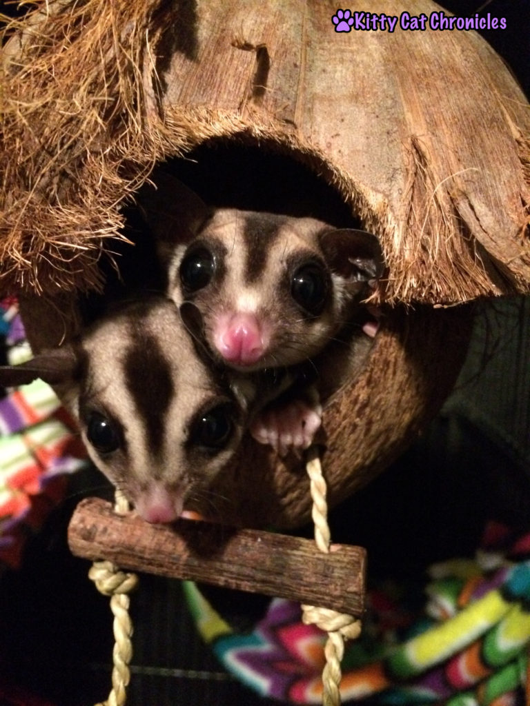All of Your Sugar Glider Questions Answered: Jubilee & Sydney the Sugar Gliders in their Coconut
