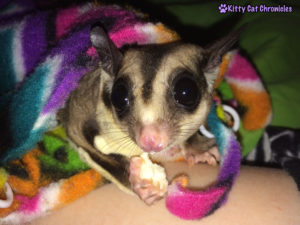 Smiling with Suggies: Jubilee the Sugar Glider with his treat