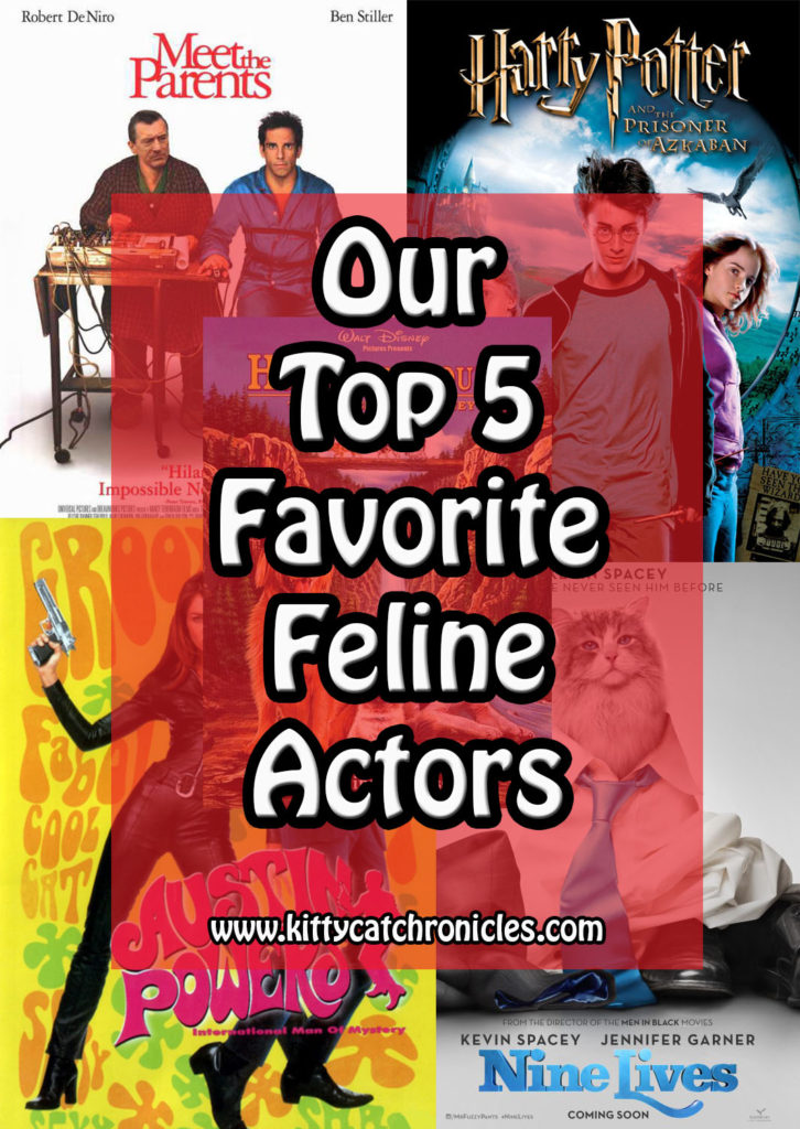 Our Top 5 Favorite Feline Actors