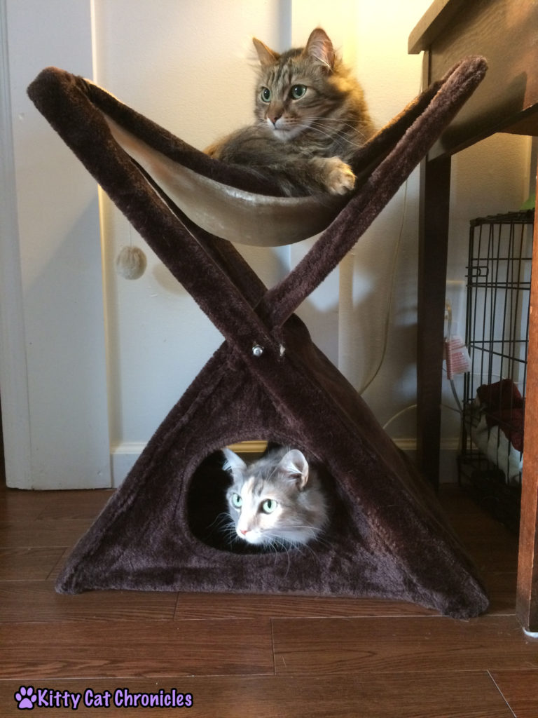 Hanging out with Caster & Sophie - Cat Teepee