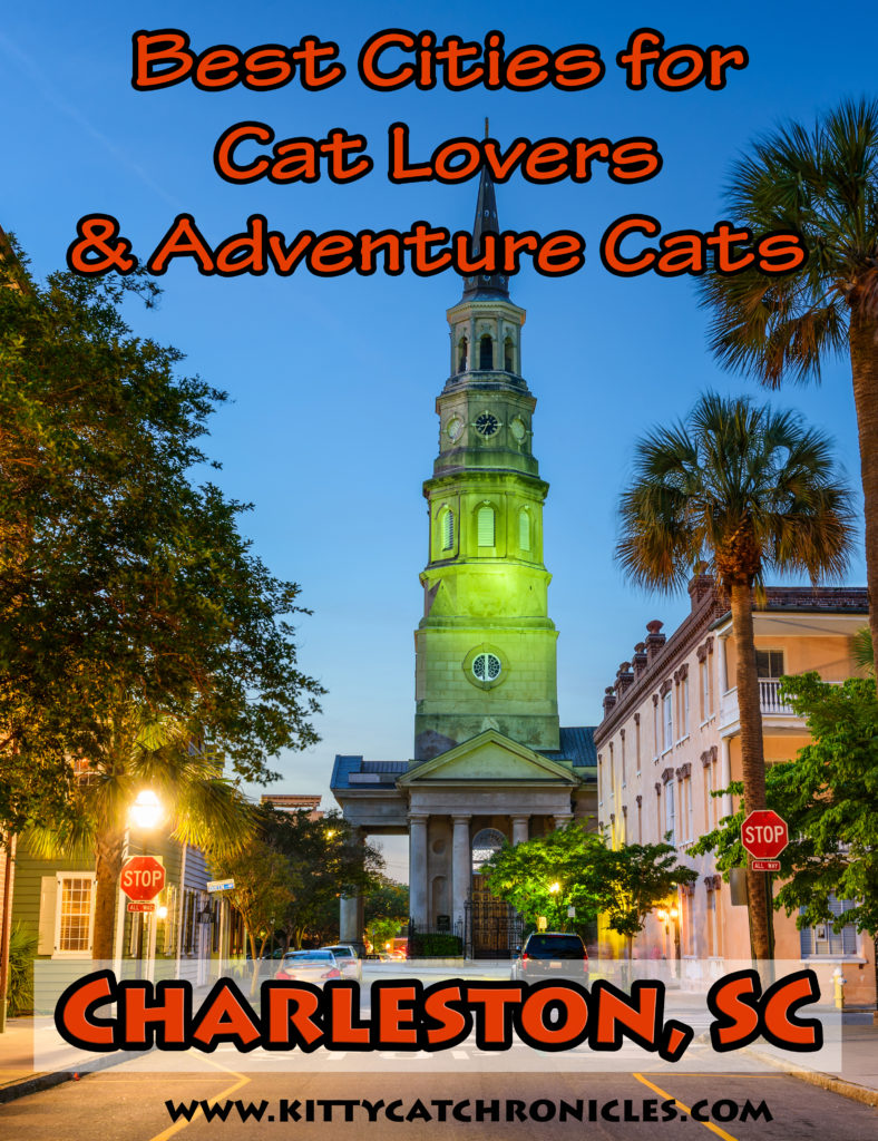 The Best Cities for Cat Lovers & Adventure Cats: Charleston, SC