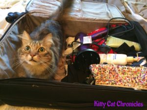 Caster is Ready to Hit the Road to BlogPaws!